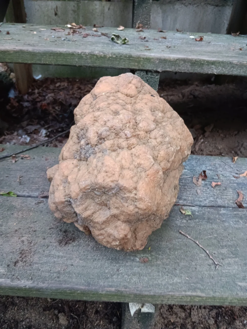 Unopened GEODIZED Geode Fossil